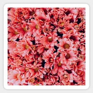 Vibrant Small Pink Flowers Sticker